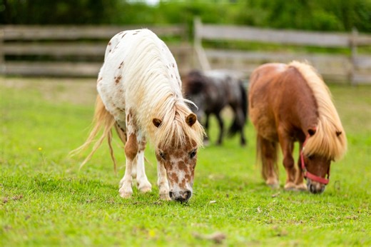 Pony dræbt af ulv