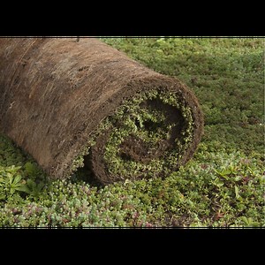 Koop sedummatten per m2 van SimplySedum online