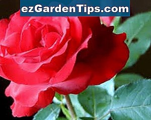 Thuốc trừ sâu Treflan là gì? 🌱 MẹO Làm VườN - Vi.ezGardenTips.com