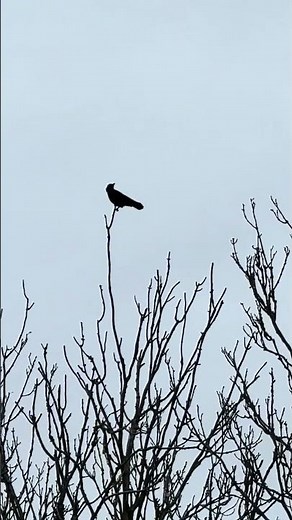 A Crow in the Autumn Treetops at Wicken Fen 🍂🖤