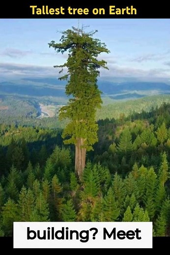 How Hyperion Became the Tallest Tree: Nature’s Skyscraper!