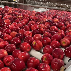 Delivered straight from the Washington orchards to your local grocery store  Shop Cosmic Crisp® apples at a store near you - the perfect holiday staple. | Cosmic Crisp Apple | Facebook