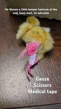 easy fix for splayed legs on your baby chicks #chicken #quail #chicks #hatching #incubation