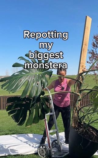 1.1M views · 12K reactions | Who needs the gym when you have plants 華...