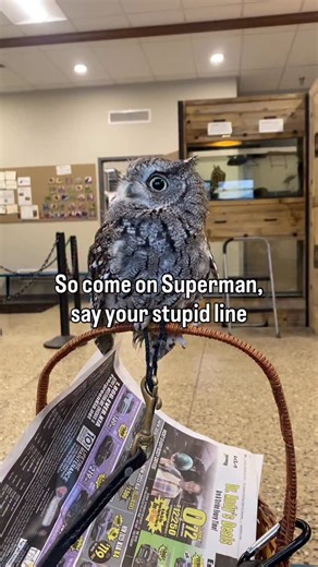 Blandford Nature Center on Instagram: "🦉Adults and teens, join us in meeting and learning about owls on January 9 from 6-7:15 pm for Owl Prowl! Meet the Blandford ambassador owls before hitting the trail to search for wild owls on the BNC property. 🗓️ To register, visit the community calendar on our website > Link in bio #BlandfordNatureCenter #Owls #Superman #GrandRapids"