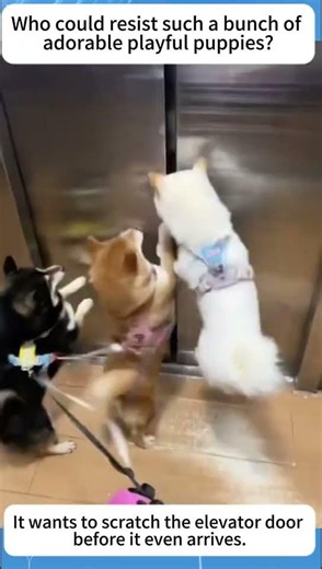 It wants to scratch the elevator door before it ev