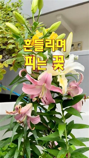 Is There Any Flower That Blooms Without Swaying? | Reciting Do Jong-hwan’s 'Flowers Bloom While S...