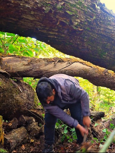 739K views · 10K reactions | Build a quick shelter under a tree蝹️ #wildlife #adventure #camping #diy #nature #asmr #bushcraft #survival #fblifestyle | HK Outdoors | Facebook