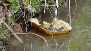 Conservation Issues - Water Vole