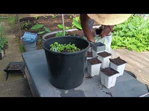 How to Separate Seedlings for Maximum Growth