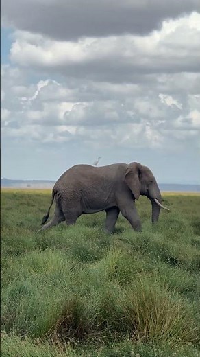Best country for a Safari in Africa