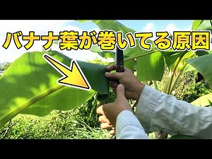 【バナナラジオ#2】「バナナに入る虫」葉がくるくるっとまいてるのは「バナナセセリ」という害虫の仕業，実際の動画も！