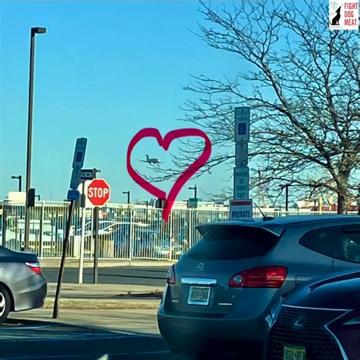 16K views · 655 reactions | VIETNAM TO USA: COCO HAS ARRIVED TO...