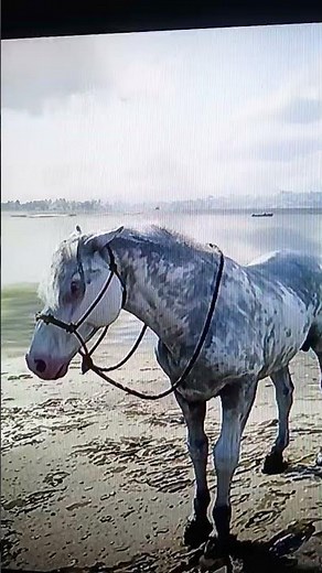 RDR2 how to find a nokota horse in red dead redemption 2