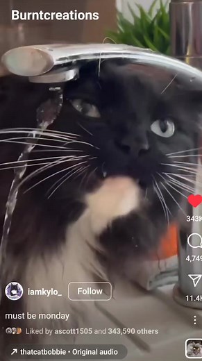 2.9K views · 92 reactions | How we all feel waking up after "springing forward" 藍藍 #burntcreations #cats #springforward ##haha | Burntcreations | Facebook