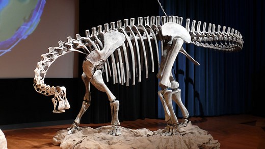 11 facts about Nigersaurus: The dinosaur with 500 teeth