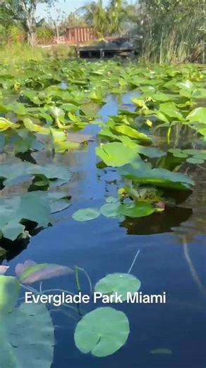 Everglade Park Miami USA