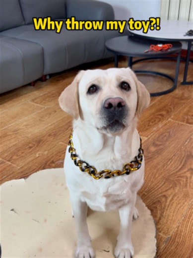 Pay them back in their own coin...#dog #petslife #petparents #mansbestfriend #foryoupate #dogsofinstagram #dogstagram #doglife #Labrado #doglover #pets #funnyvideo