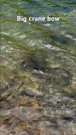 Crane Prairie fly fishing rainbow trout ￼