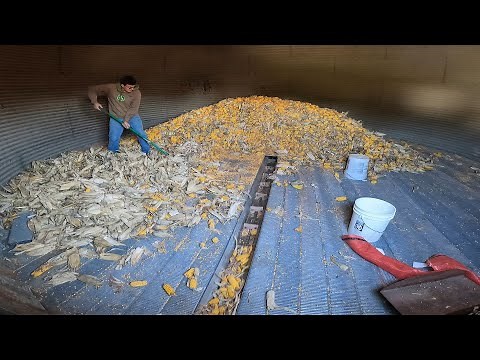 Grinding Ear Corn out of the New Crib