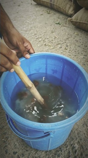 How to increase milk in cows and buffaloes | Cow and buffalo milk increase tips #shorts