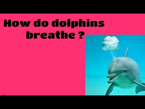 How do dolphins breathe ?