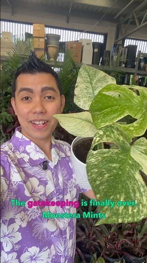 Gate Keeping is OVER! Monstera Mint at Home Depot