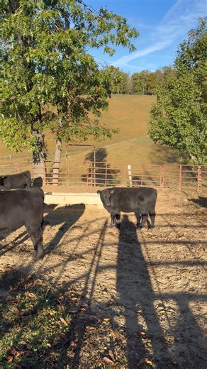 Cattle Consignment for Saturday October 18th. 20 weaned feeders. 11 steers and 9 Heifers. From Sandy Hook! Really nice group of feeders! Weaned 60 days andone round of shots. See video below! Several other consignments coming! Auctioning this Saturday at Lee City Stockyard 1388 KY 205 South Campton, KY. Regular sale starts at 10:30. To Consign or for more information call (859)497-1550. | Lee City Stockyard