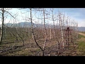 Κλάδεμα επιτραπέζιας αχλαδιάς σε δίκλωνη διαμόρφωση (παλμέττα)