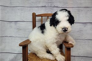 Charlotte - Miniature Poodle Puppy 8360A3