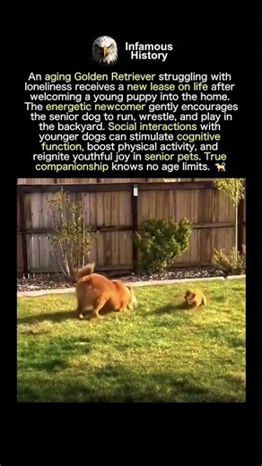 PUPPY BRINGS SENIOR DOG LIFE