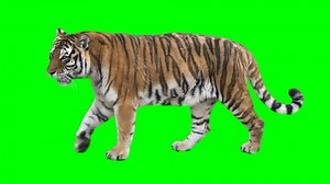 Tiger Slowly Walking Seamlessly Looped On Stock Footage Video (100% Royalty-free) 28036780 | Shutterstock