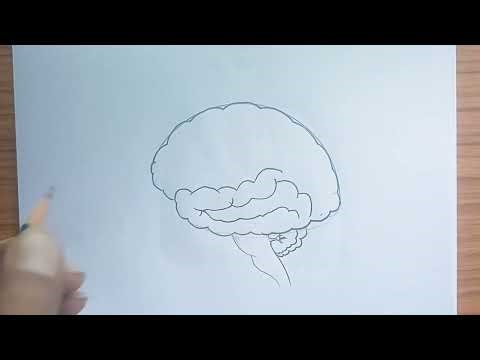 How to draw Human Brain – easy drawing