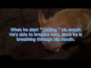 Dog Wheezing Breathing Weird Respiratory Nasal Problems Reverse Sneezing Allergy Not Choking Breath