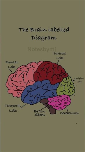 The Human Brain Labelled Diagram Short | Neuroscience & Anatomy Study Guide