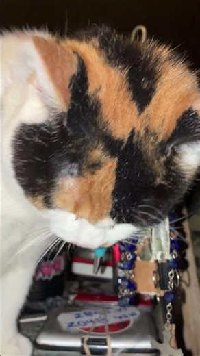 IM NOT SPOILED SAYS STEWIE !! #cat