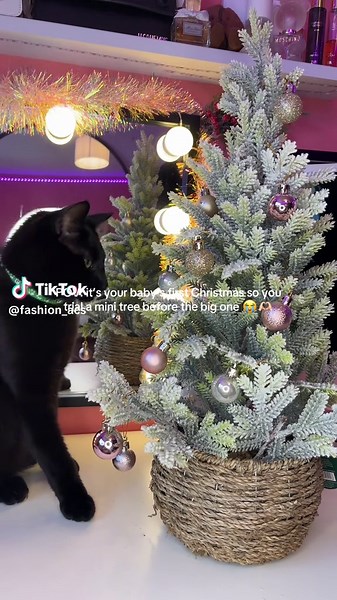 This is the first babs test, now it’s jaspers turn and I don’t think he will be as good 🤣😭 If you have any funny videos or photos of your cat and Christmas trees put it below so I can prepare myself ahaha #cattok #christmastree #kittensoftiktok #catsatchristmas #foruyou