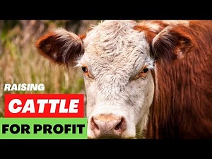 Cattle Farming Basics - Raising Cattle For Profit