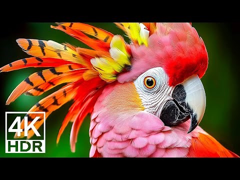 JUNGLE BIRDS DISCOVERY / 60FPS 4K ULTRA HD #4K #ANIMALS