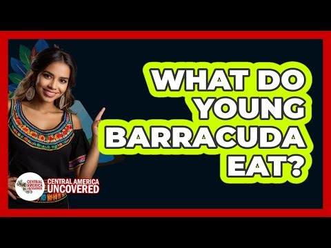 What Do Young Barracuda Eat?