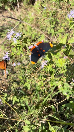 I know most of you are experiencing winter weather, but here in South Texas it is 79 degrees and sunny. And I am even seeing butterflies! | Butterfly Lady