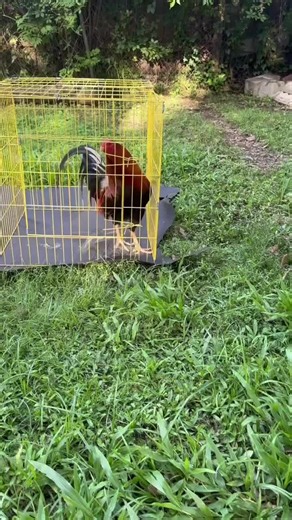 Great muscle and power high station well proven bloodlines RH, and some sweater greys #gamefowl