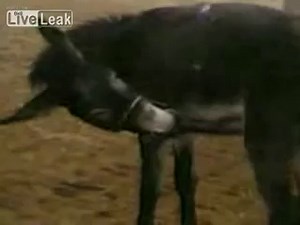 Csacsika de ezt látni kell:D