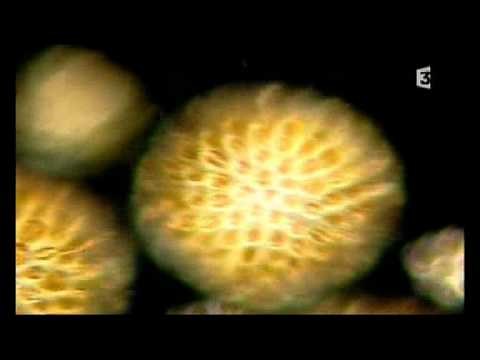 l'origine du pétrole