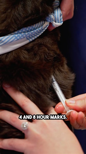 All-Star Veterinary Clinic on Instagram: "How to perform a low dose dex test in vet med! 🧪 #veterinarian #vetmed #vettech #vettechlife #veterinarylife"