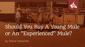 Should You Buy A Young Mule or An "Experienced" Mule?