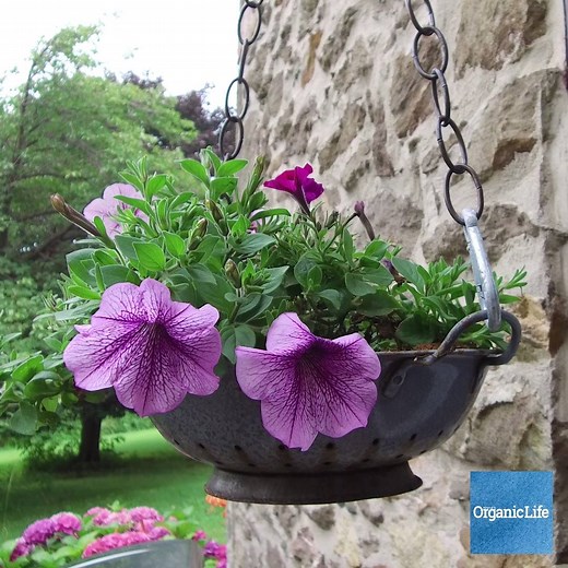 35K views · 166 reactions | Turn an old colander into a pretty hanging basket! | Organic Life | Facebook