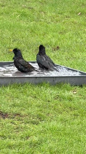 Starlings Bathtime
