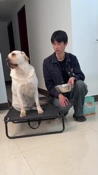 Princess syndrome is acting up again cute pet funny video