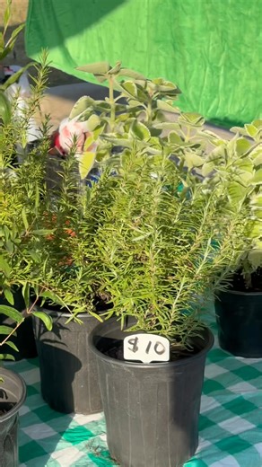 Farmers market!￼ | Backyard Bounty